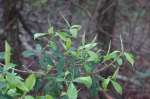 Black Titi, Buckwheat Tree branch